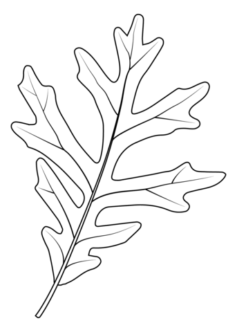 White Oak Leaf Coloring Page